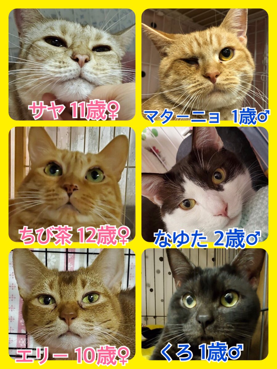 🐾今日の里親様募集中ニャンコ🐱メンバーです🐾2020,5,3